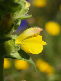 Flores macro