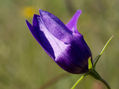 macro flores