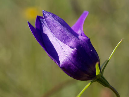 Macro flores