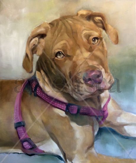 Pitbull Oil Canvas Animals