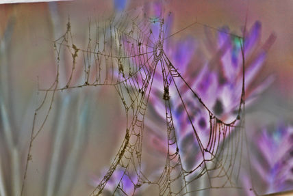 Tela de araña