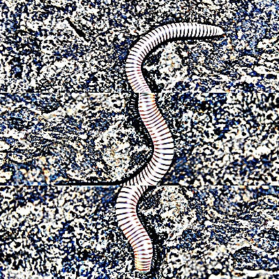Gusano