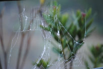 La tela de araña