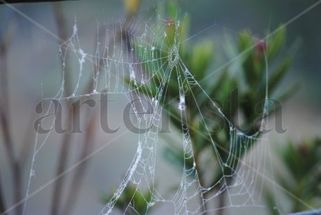 La tela de araña