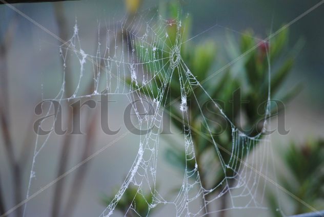 LA TELA DE ARAÑA