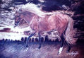 Caballo01