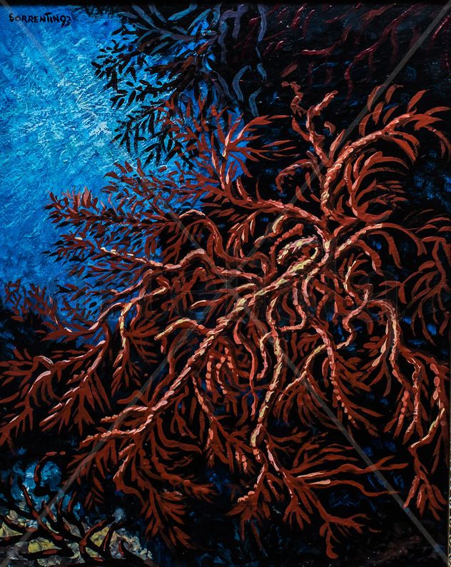 CORAL VIVO
