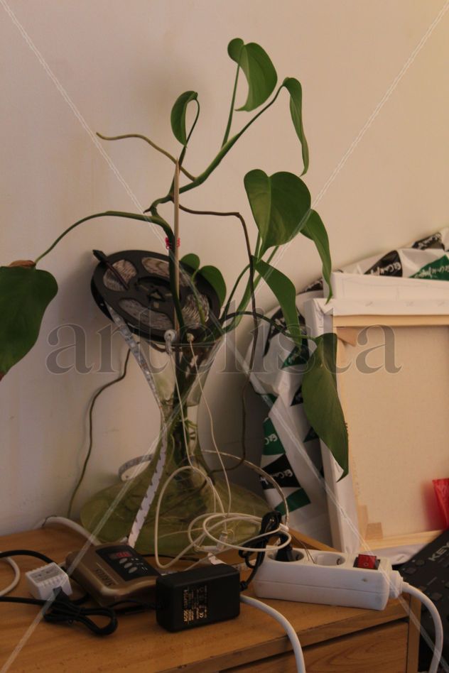 la planta mágica