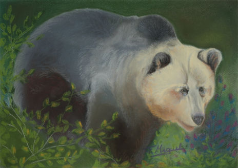 Oso pardo