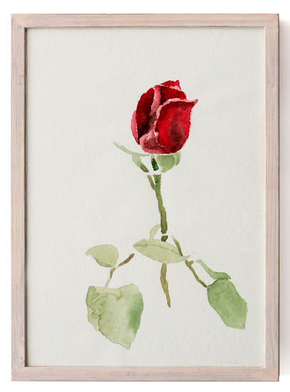 Acuarela Rosa - Pedro Quesada Watercolour Paper Floral Painting