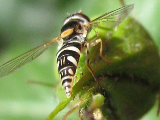 PEQUEÑA AVISPA O MOSCA - INSECTOS DE ARGENTINA