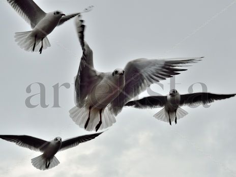 Gaviotas
