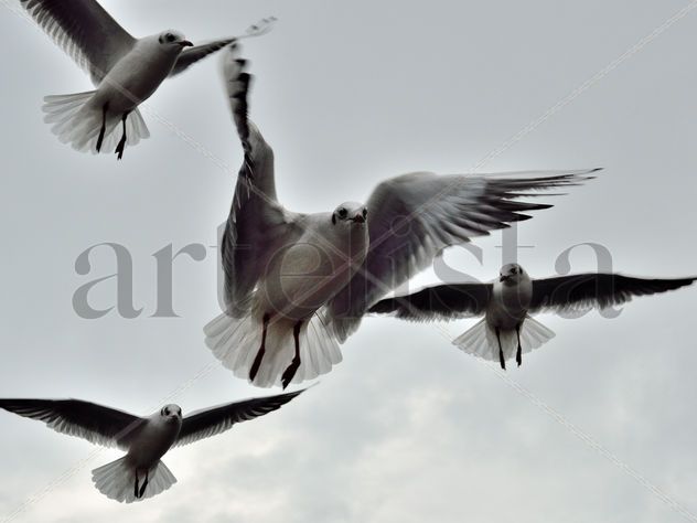 Gaviotas