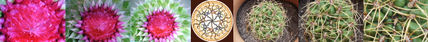 Natura Mandala