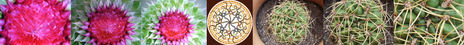 Natura Mandala