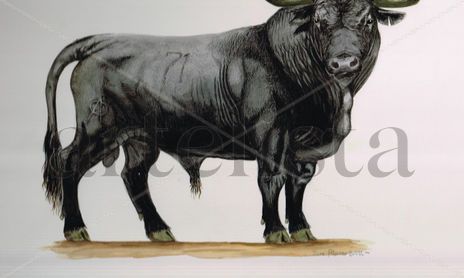 Toros de lidia