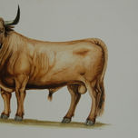 Toros de lidia thumbnail 2