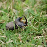 Insectos thumbnail 1