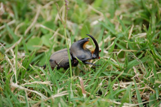 Pesada cáscara, delgada esencia Nature Color (Digital)