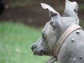 xoloitzcuintle