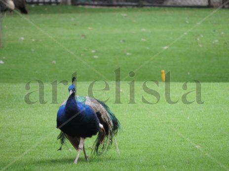 Pavo Real