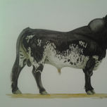 Toros de lidia thumbnail 1
