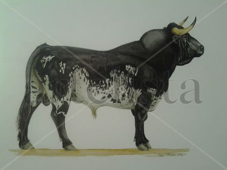 Toro de lidia 3