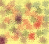 colorido variable