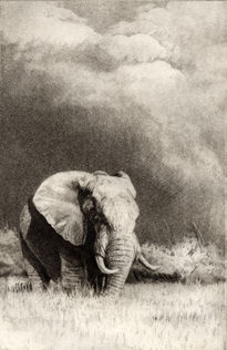 Elefante