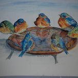 birds thumbnail 1
