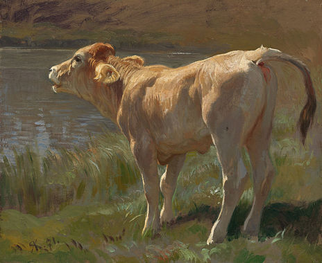 Ternero rudolf koller