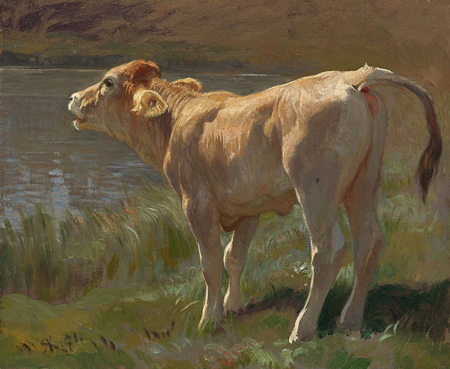 TERNERO RUDOLF KOLLER