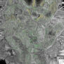 Petrealysm