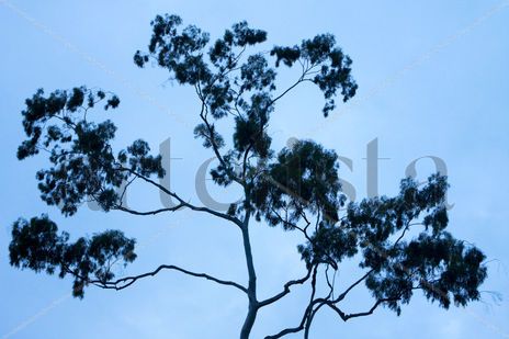 Blue tree