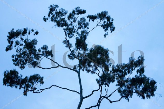 blue tree