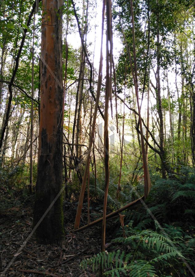 Cicuta nº11: el bosque escultor