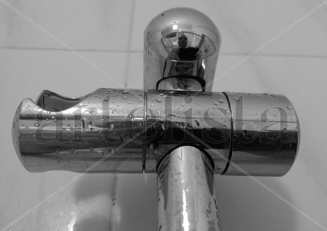 Cicuta n13:...
