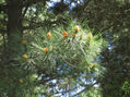 Pinos en flor