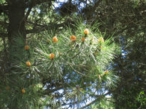 Pinos en flor