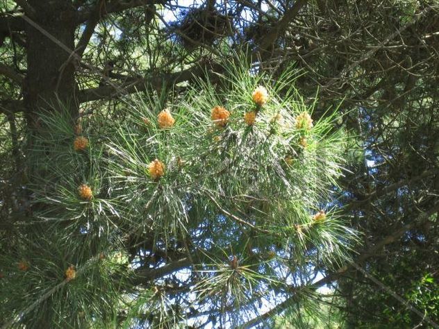 Pinos en flor