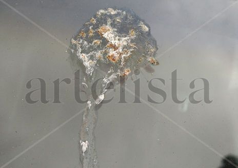 Cicuta nº23:...