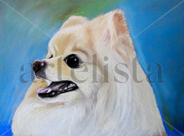 Retrato de Pomerania Pastel Papel Retrato