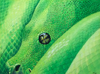 Morelia viridis