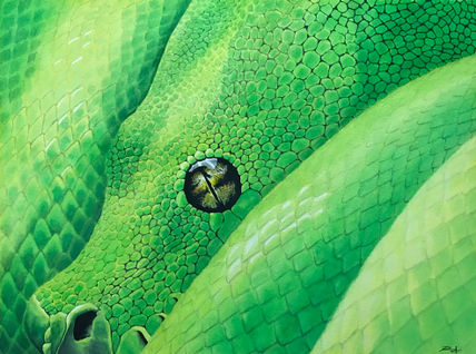 Morelia viridis