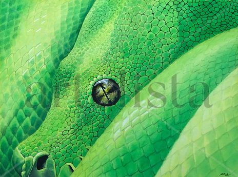 Morelia viridis