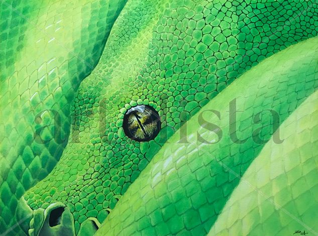 Morelia viridis Acuarela Papel Animales