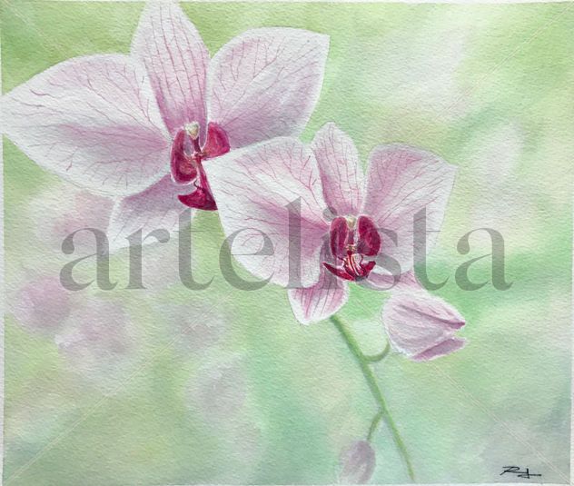 Orquídea