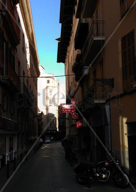 Cicuta nº41: Palma luz