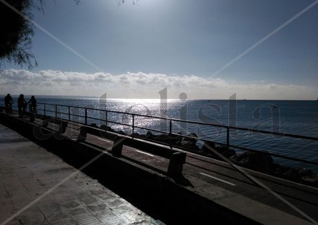 Cicuta nº44: Palma...