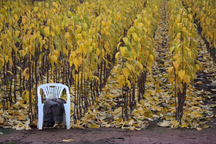 Esperando